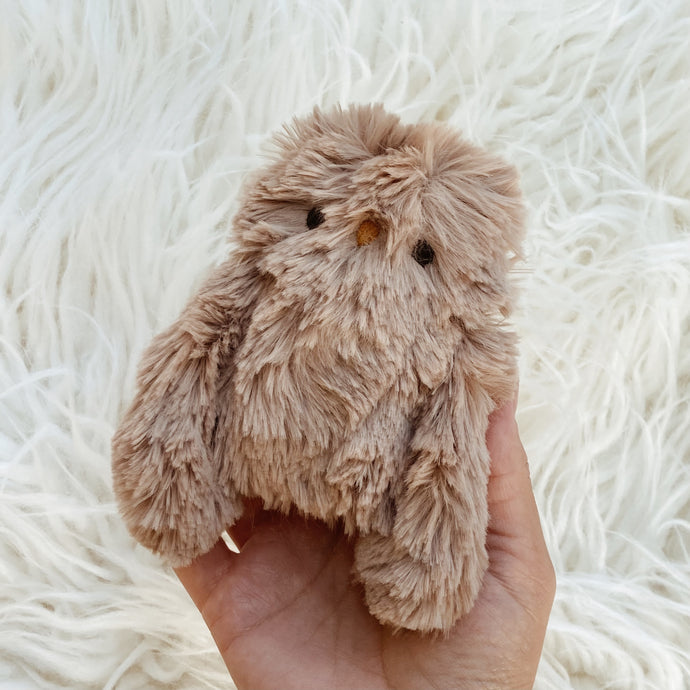 Cocoa the Owlet